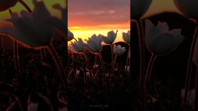 Доброй ночи! Открытка для любимой смотреть онлайн