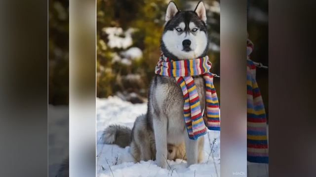 Все о породе хаски смотреть онлайн