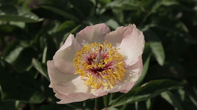 Пион Fan Tan смотреть онлайн