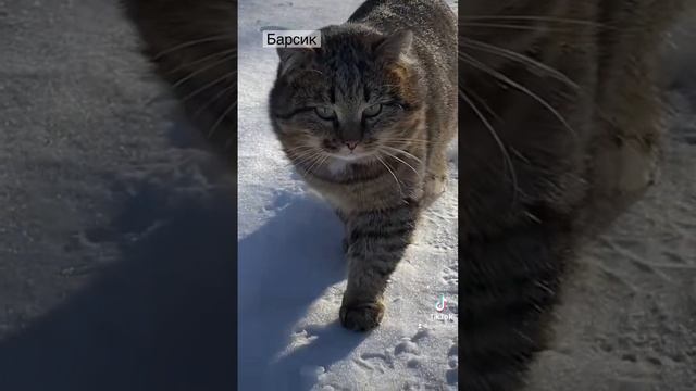 Лесной кот.. харизма зашкаливает! #дикийкот #кот #барсик #cat #леснойкот #catlover смотреть онлайн