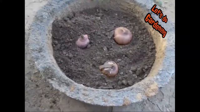 Best Season To Growing Gladiolus Bulbs in Pot (Hindi) смотреть онлайн