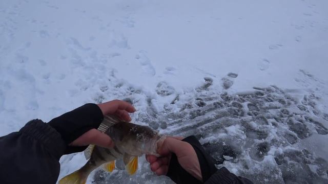 Первая трофейная щучка на жерличку!!! Рыбалка с дядей Василием-Хатырыкским!!! смотреть онлайн