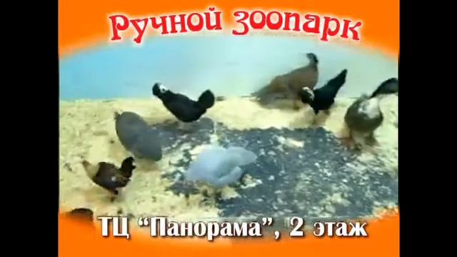 Ручной Зоопарк Набережных Челнов смотреть онлайн