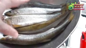 Как засолить и вялить корюшку дома, зимой и получить идеальный результат, два варианта засолки