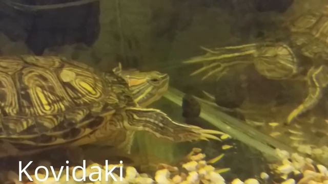Водяная черепаха играет с камушком смотреть онлайн