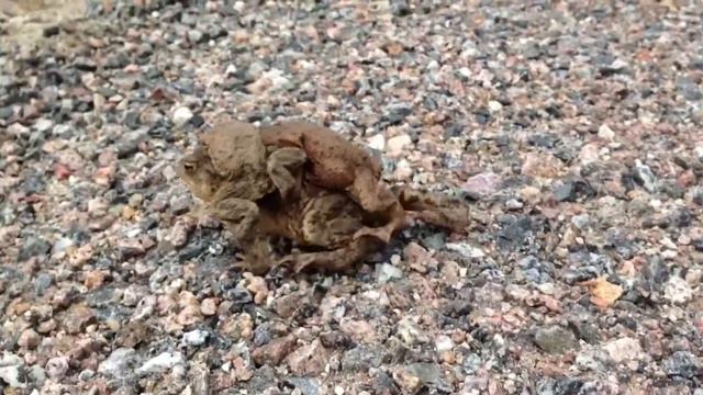 Krupīšu māte смотреть онлайн