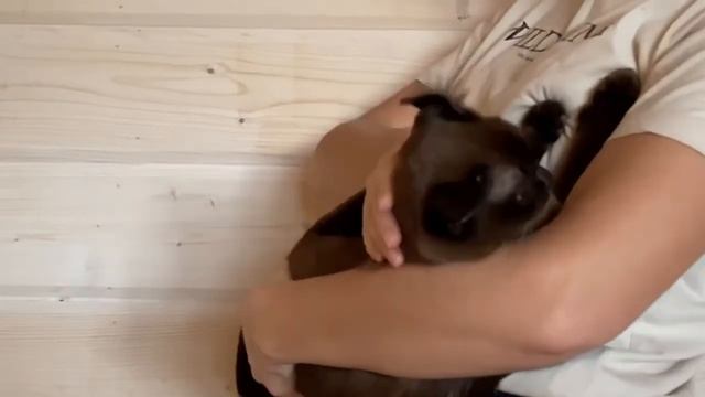 Бурманская кошка смотреть онлайн