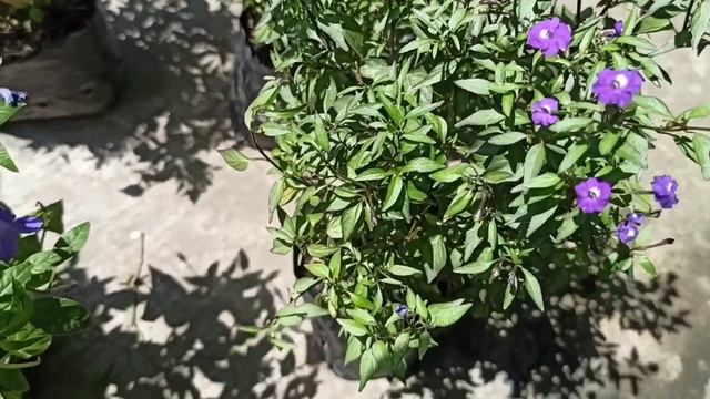 TIPS DE CUIDADO PARA LAS PLANTAS DE ALONDRA O BROWALLIA 🌸🌺😱🍃🌱l LIZZ Y SU VIVERO смотреть онлайн