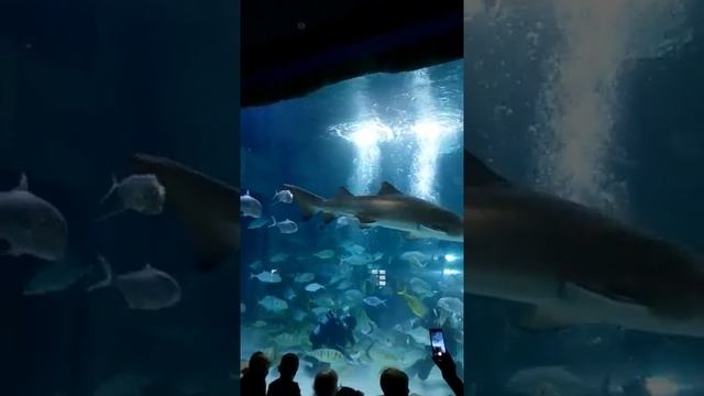 Кормление акул в большом морском аквариуме Рыбы собрались в стаю смотреть онлайн