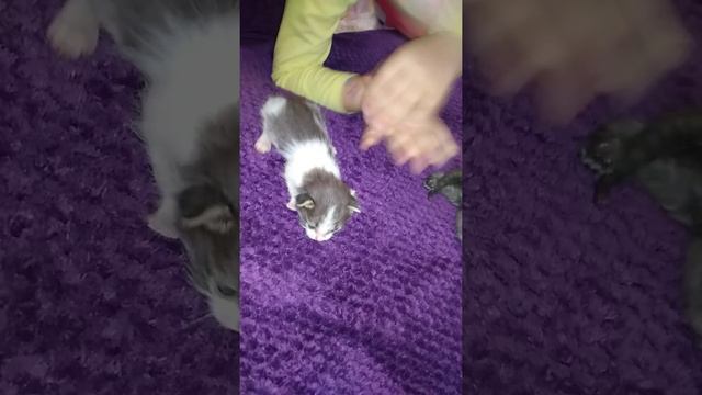 #Влог У НАС КОТЯТА!🐈🐈. Знакомство с котятами.#котики смотреть онлайн