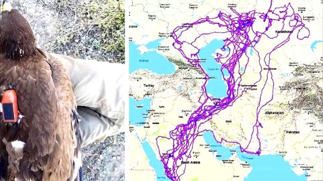 Парень нашел ОРЛА с GPS трекером на спине. Он подключил его к компьютеру и не поверил своим ГЛАЗАМ смотреть онлайн