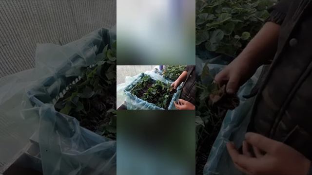 Замарозка касетной рассады клубники(Клери)2 октября 2021 г. смотреть онлайн
