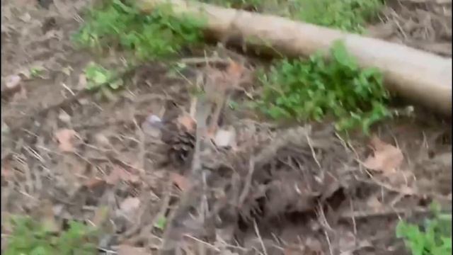 Boletus Edulis. Una brotada bestial смотреть онлайн