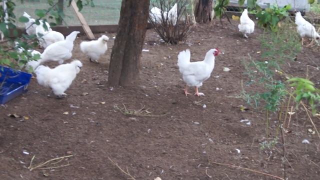 Белые мини мясные куры*Дедовщина в курятнике*Мараны спасаются бегством смотреть онлайн