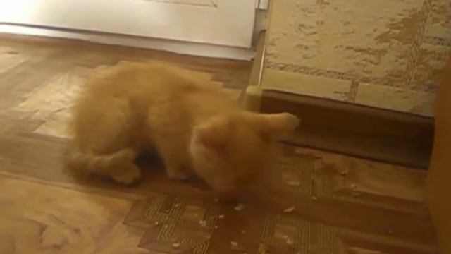 тигренок кушает, не мешайте смотреть онлайн