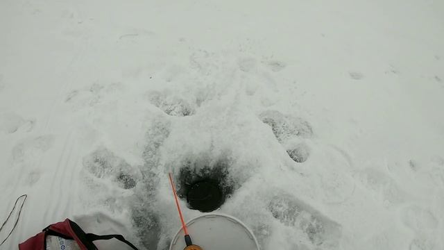 РЫБАЛКА на удочку в КАЗАХСТАНЕ.ЛОВЛЯ ЖИВЦА . смотреть онлайн