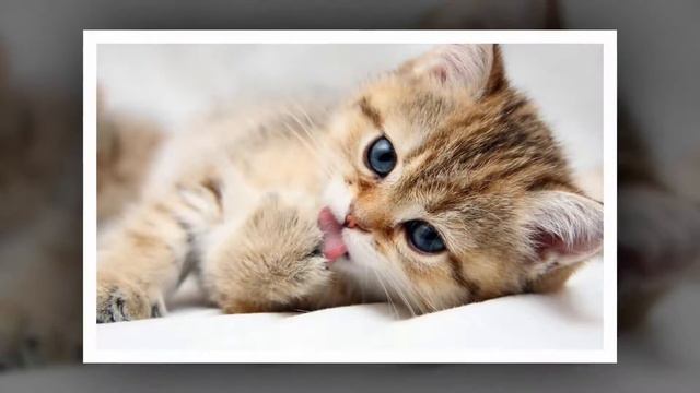 Интересные факты про кошек смотреть онлайн