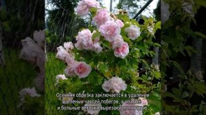 Роза Мартин Фробишер