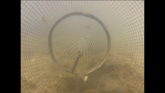 верши смотреть онлайн