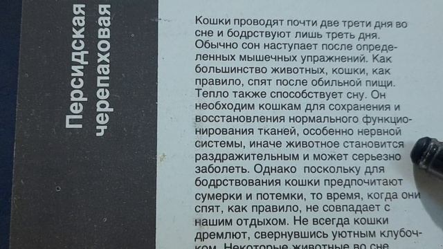 Lire en russe B1 texte: Почему кошка спит бОльшую часть дня? смотреть онлайн