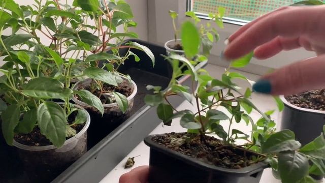 ФУКСИЯ САД МАЛОГО УХОДА смотреть онлайн