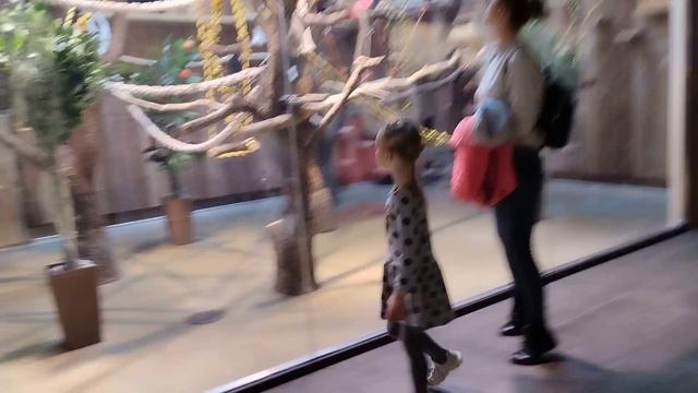 Харківський Зоопарк, весна 2023 рік. Відео 37. смотреть онлайн