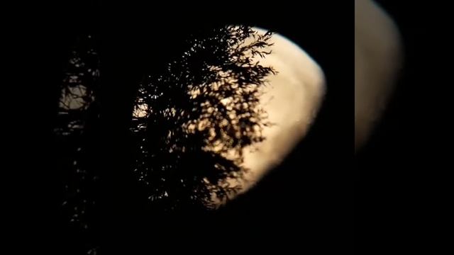 Луна и деревья смотреть онлайн