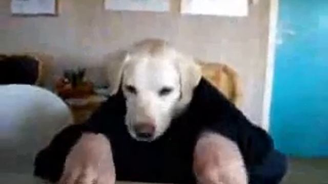 Челобака смотреть онлайн