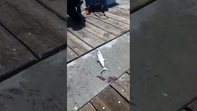 Floppy flop fish смотреть онлайн