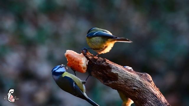 Музыка для беременных стимулирует интеллект ребенка - слушайте музыку, чтобы забыть обо всех забота смотреть онлайн