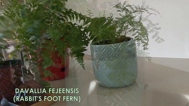 Houseplant Tour Autumn May 2020 | Melbourne смотреть онлайн