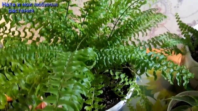 Папоротники и фикусы- растить одно удовольствие // Муррайя старается вовсю☺ ! смотреть онлайн