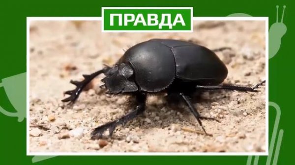 МОЖЕТ ЛИ МУРАВЕЙ ВИДЕТЬ СЕБЯ В ЗЕРКАЛЕ