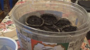 Посадка арахиса на рассаду