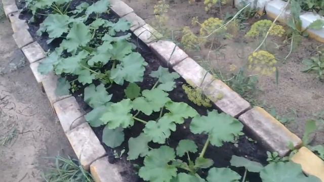 Муж и сын собирают огурцы. Непогода. Была страшная гроза. 30.07.2017г смотреть онлайн