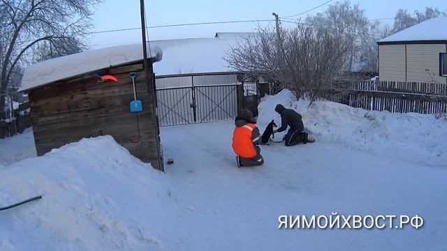 Индивидуальная дрессировка собак от ЯИМОЙХВОСТ смотреть онлайн