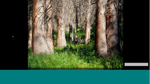 Can salvage logging assist in forest system adaptation to climate change?- Jason Sibold - 1/24/17 смотреть онлайн