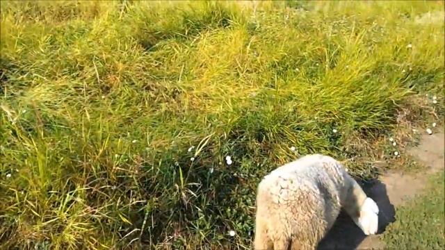 Как уговорить жену переехать из города в деревню. смотреть онлайн