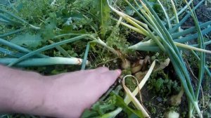 Лук шалот.Сорт Аристократический.Выращен в Московской области