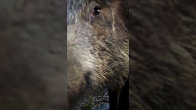 Gran jabalí curioso. смотреть онлайн