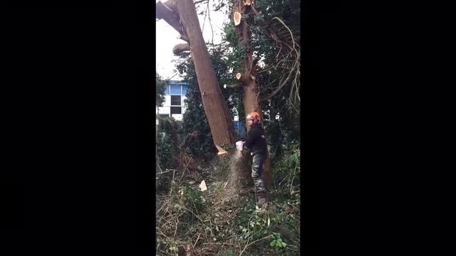 Macrocarpa Felling Chelmsford
