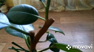 Фикус каучуконосный.Формировка и укоринение черенков!