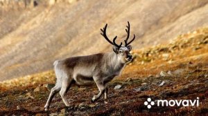 География 6 класс (Алексеев ) Параграф 52 «Культурные ландшафты» аудио слушать