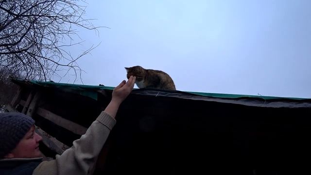 Сдали свиноматку. Рыжая опоросилась. Перегоняем вьетнамцев. Омск Москаленки жизнь в деревне. смотреть онлайн