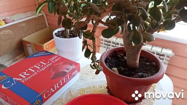 1августа свои овощи.Сингониумы и другие.Ноготочки.Фрукты.Новая дверь.Делаем пастилу.Помидор.Рыбка смотреть онлайн