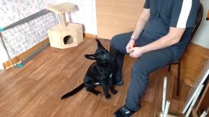 Одеть намордник без конфликта