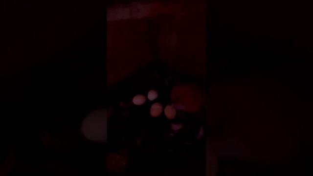 Сбор яиц в курятнике смотреть онлайн