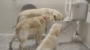 The 2013 Barkley Dog Family Subaru Commercial Compilation