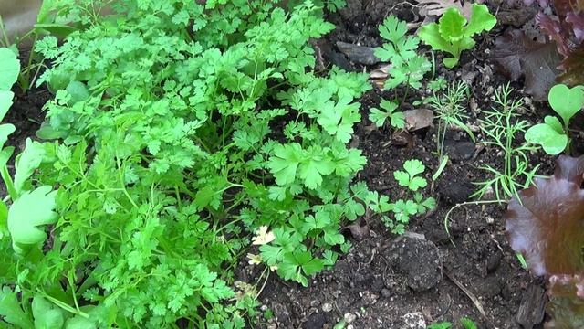 КЕРВЕЛЬ. Пряные травы против ПОДАГРЫ.