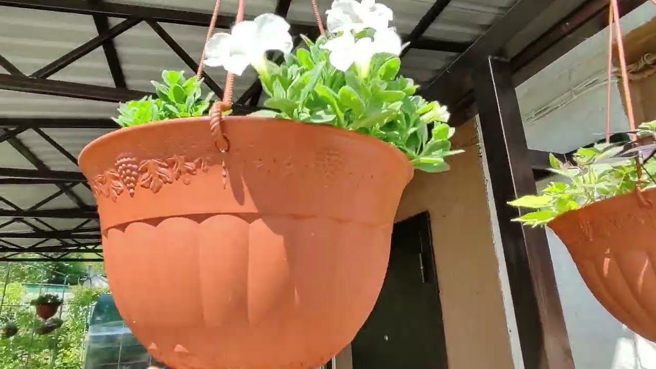 Петуния на пмж. Какой обьем кашпо выбрать.По сколько петуний сажать в одно кашпо. Обзор петуний . смотреть онлайн